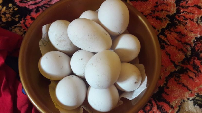  - 1 Oua de gaste Africane