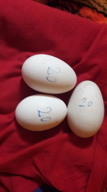 a început si bătrână - 1 Oua de gaste Africane