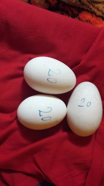 sa facă oua - 1 Oua de gaste Africane