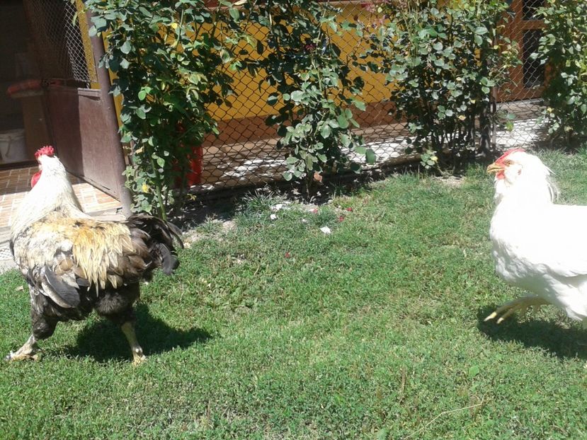  - 06 Gainet 6 august 2016