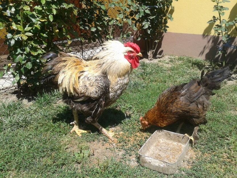  - 06 Gainet 6 august 2016