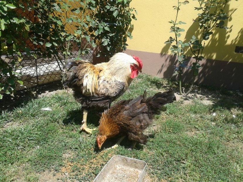  - 06 Gainet 6 august 2016