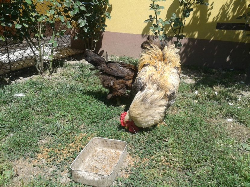  - 06 Gainet 6 august 2016