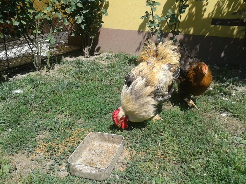  - 06 Gainet 6 august 2016