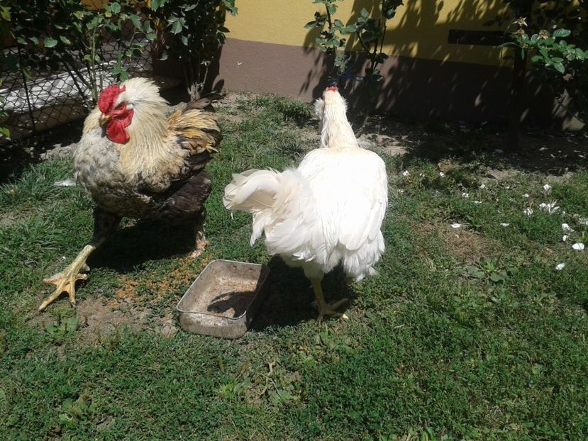  - 06 Gainet 6 august 2016