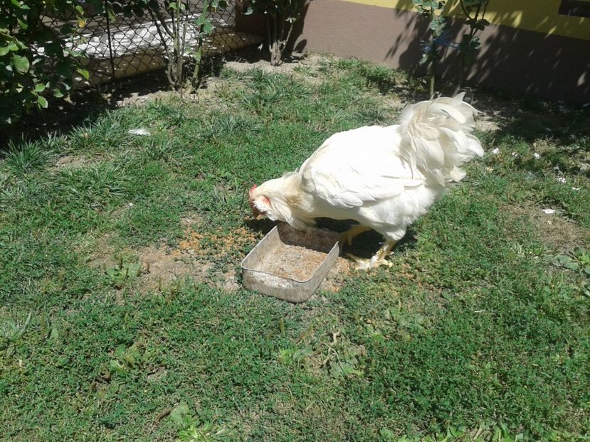  - 06 Gainet 6 august 2016