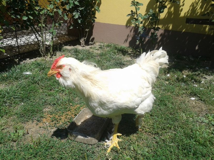  - 06 Gainet 6 august 2016