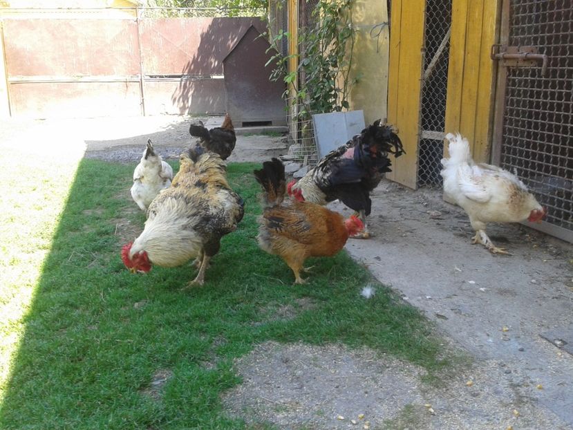  - 06 Gainet 6 august 2016