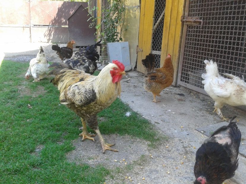  - 06 Gainet 6 august 2016