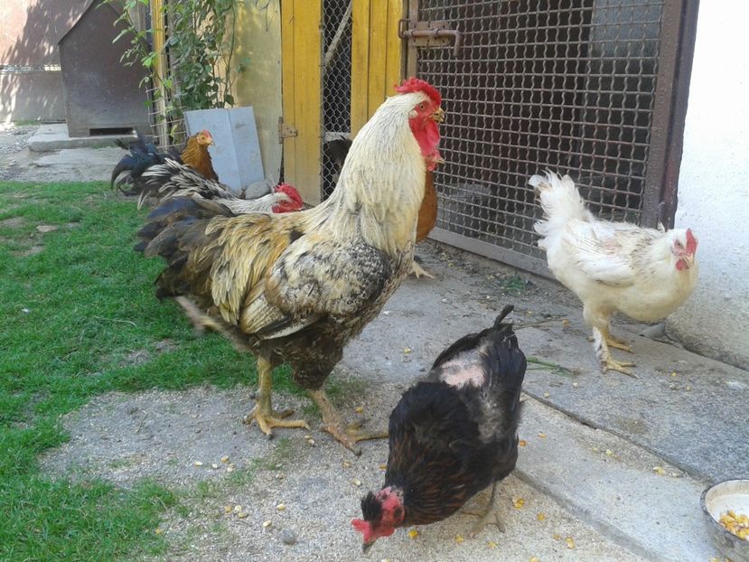  - 06 Gainet 6 august 2016