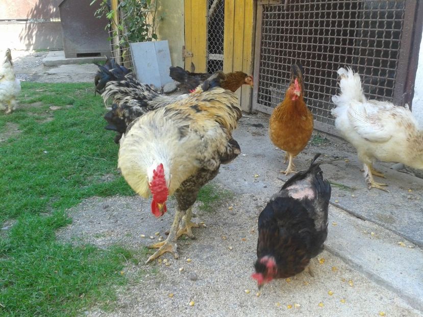  - 06 Gainet 6 august 2016