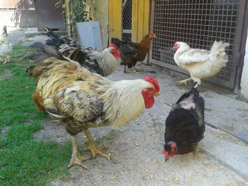  - 06 Gainet 6 august 2016