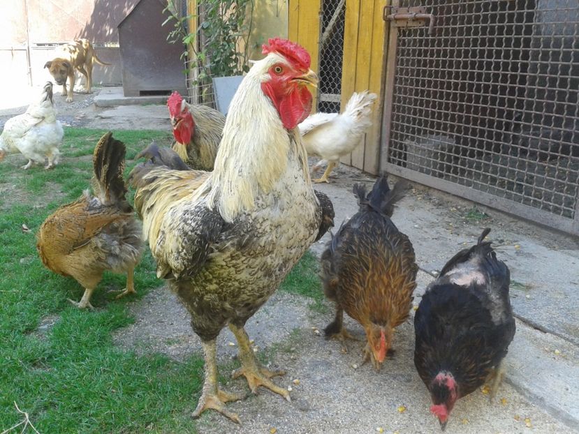  - 06 Gainet 6 august 2016