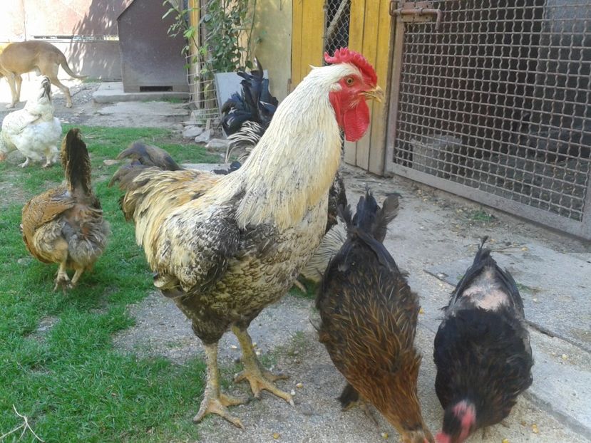  - 06 Gainet 6 august 2016