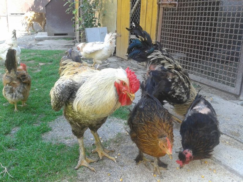  - 06 Gainet 6 august 2016