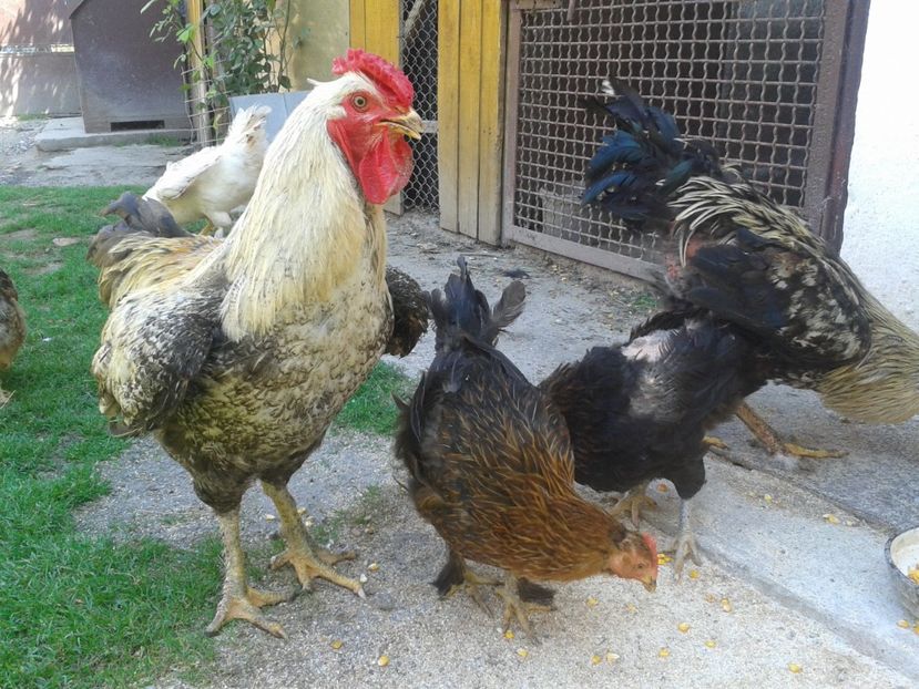  - 06 Gainet 6 august 2016