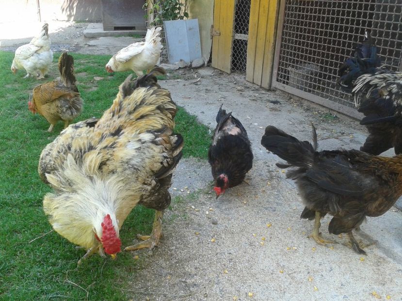  - 06 Gainet 6 august 2016