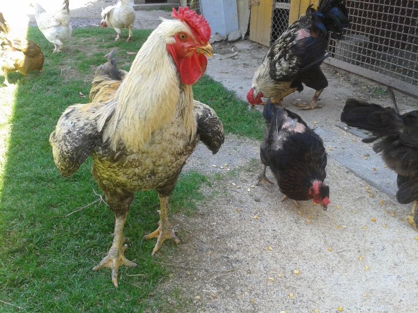  - 06 Gainet 6 august 2016