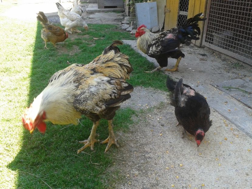  - 06 Gainet 6 august 2016