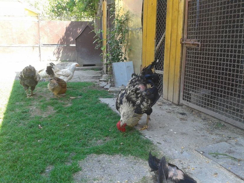  - 06 Gainet 6 august 2016