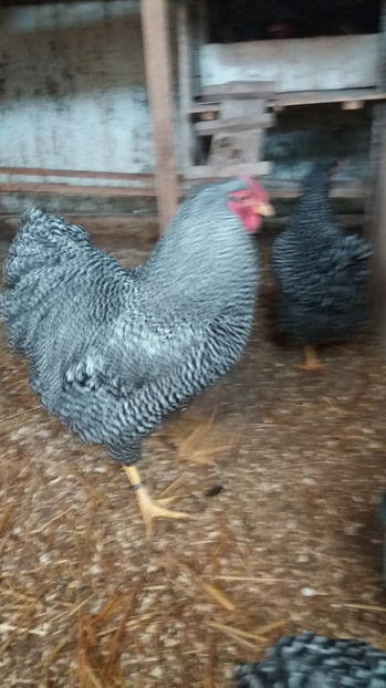  - Wyandotte barat matca 2017