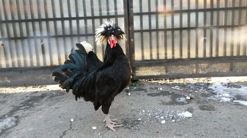  - Motata olandeza neagra cu mot alb matca pentru 2017