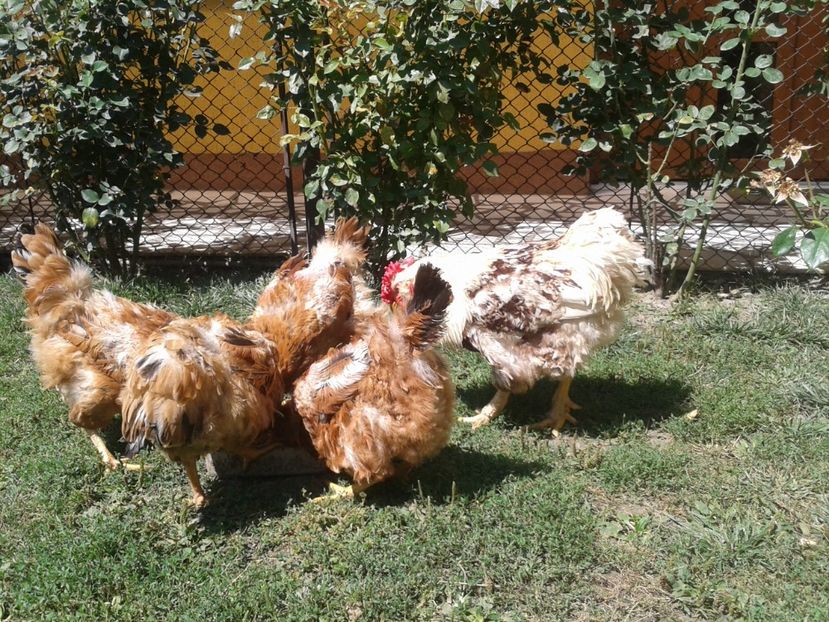  - 06 Gainet 6 august 2016