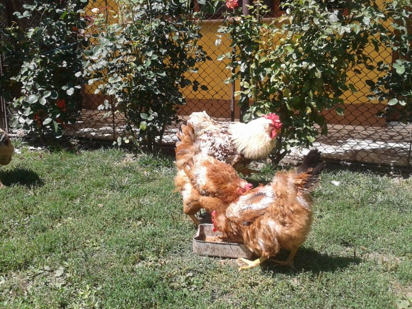  - 06 Gainet 6 august 2016