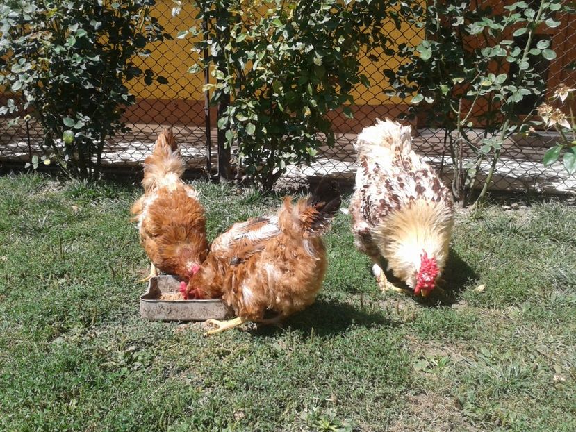  - 06 Gainet 6 august 2016