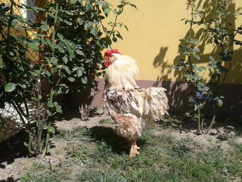  - 06 Gainet 6 august 2016