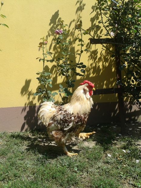  - 06 Gainet 6 august 2016