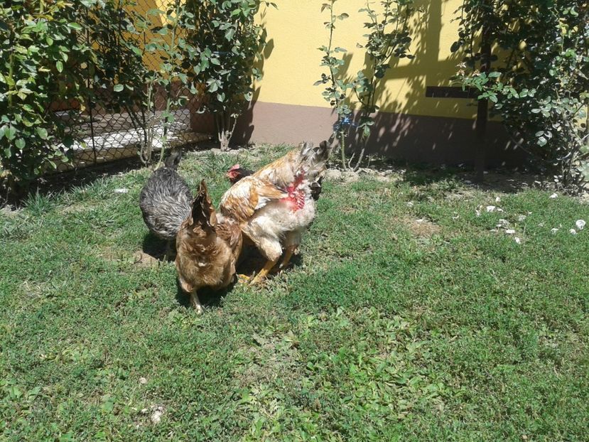  - 06 Gainet 6 august 2016