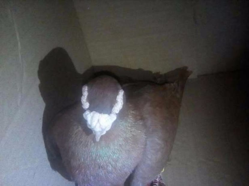 Mascul 3 - Masculi Caranculati