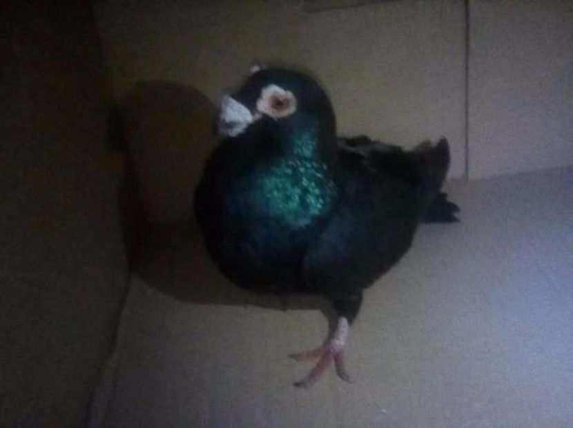 Mascul 4 Rezervat pentru Alexa - Masculi Caranculati