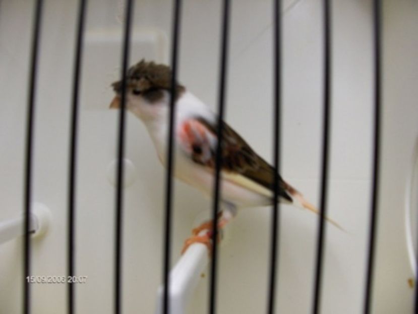 216867__img - Arleqin portughez