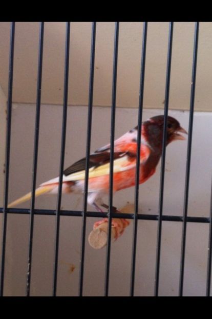 3132171870_1_4_GycZAGUf - Arleqin portughez