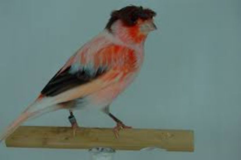 descărcare (1) - Arleqin portughez