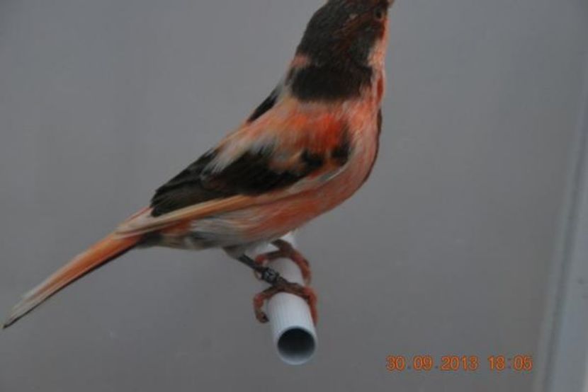 descărcare - Arleqin portughez