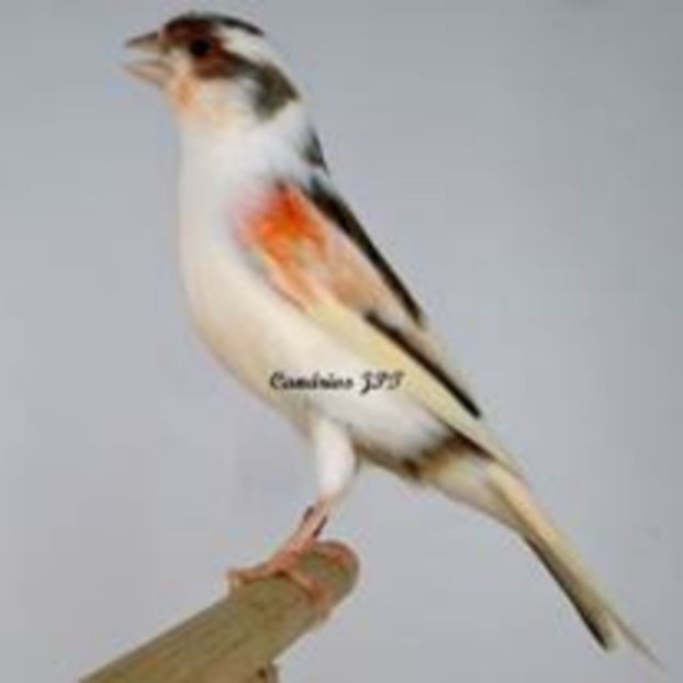 image152 - Arleqin portughez