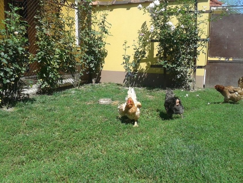  - 06 Gainet 6 august 2016