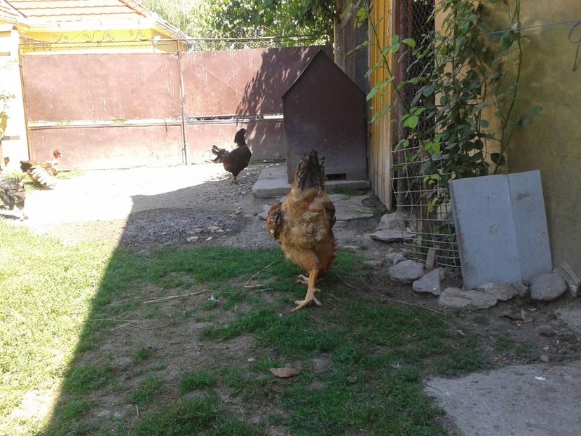  - 06 Gainet 6 august 2016