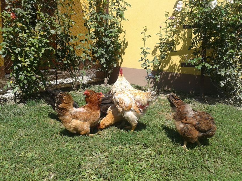  - 06 Gainet 6 august 2016