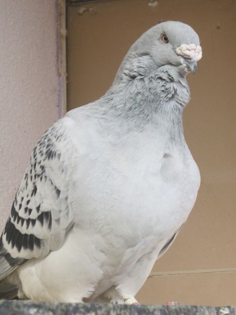  - CRISTIANO fara egal