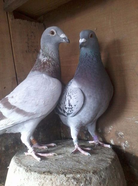 Mascul-2014 / Femela-2015 - Porumbei Voiajori