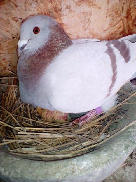 Femela-2016 - Porumbei Voiajori