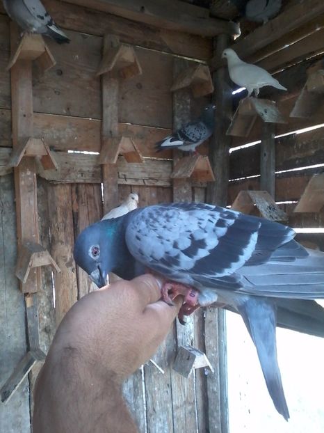 Femela-2013 - Porumbei Voiajori