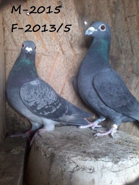 Mascul-2015 Femela-2013/5 - Porumbei Voiajori