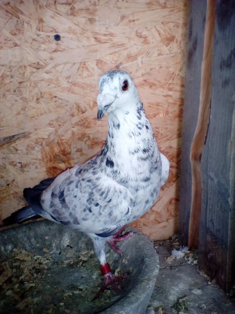 Mascul-2016 - Porumbei Voiajori