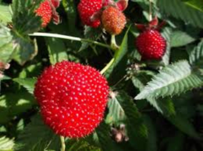thimbleberry - Zmeur capsun Thimbleberry Rubus Rosifolius