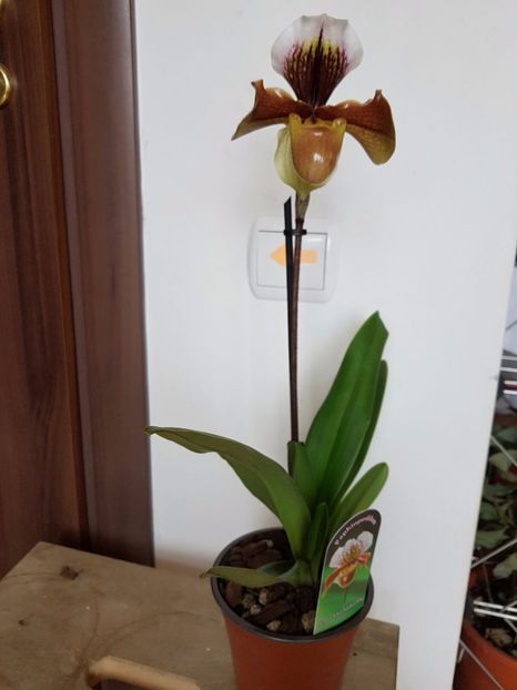 Paphiopedilum American Hybrid - 55 lei - VANDUTE